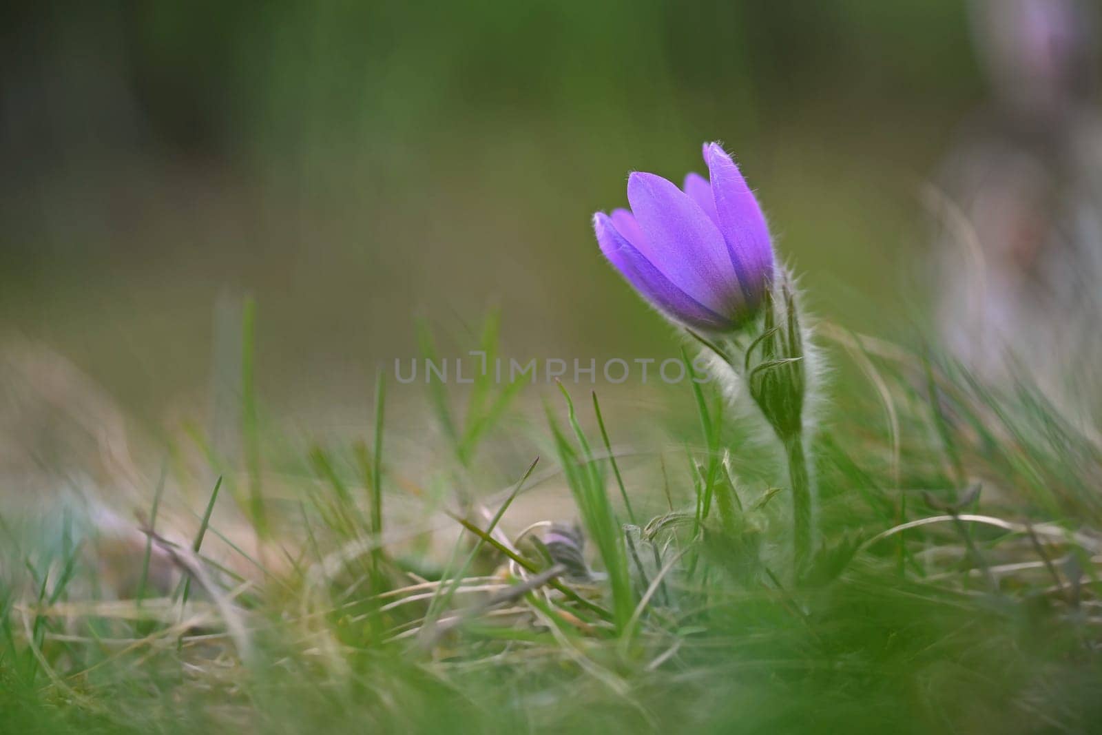 Spring flowers. Beautifully blossoming pasque flower and sun with a natural colored background. (Pulsatilla grandis) Old Russian Helios manual lens by Montypeter