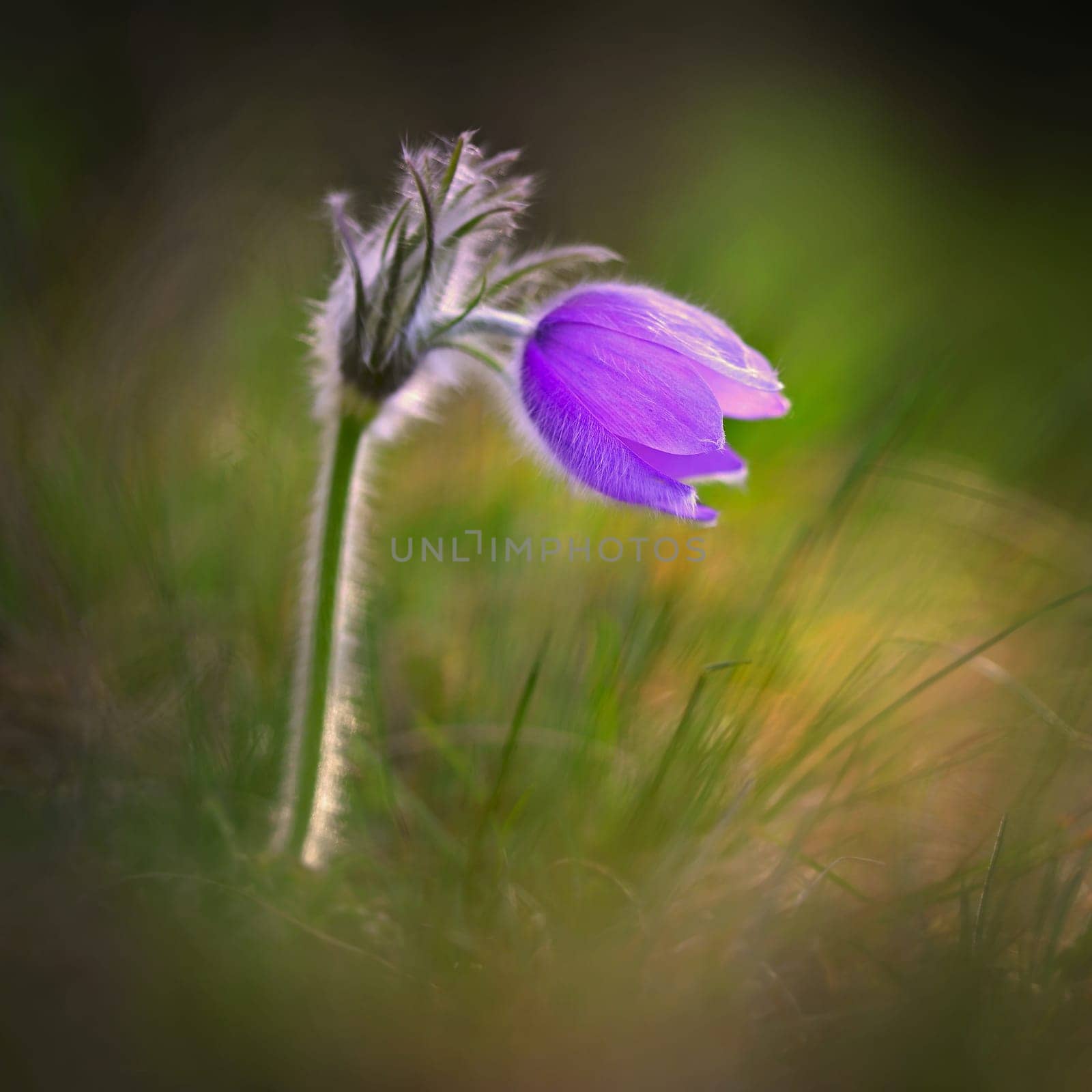 Spring flowers. Beautifully blossoming pasque flower and sun with a natural colored background. (Pulsatilla grandis)