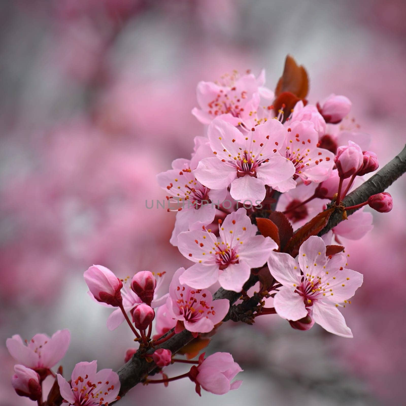 Beautiful spring background with nature. Colorful flowers in spring time. Flowering tree.
