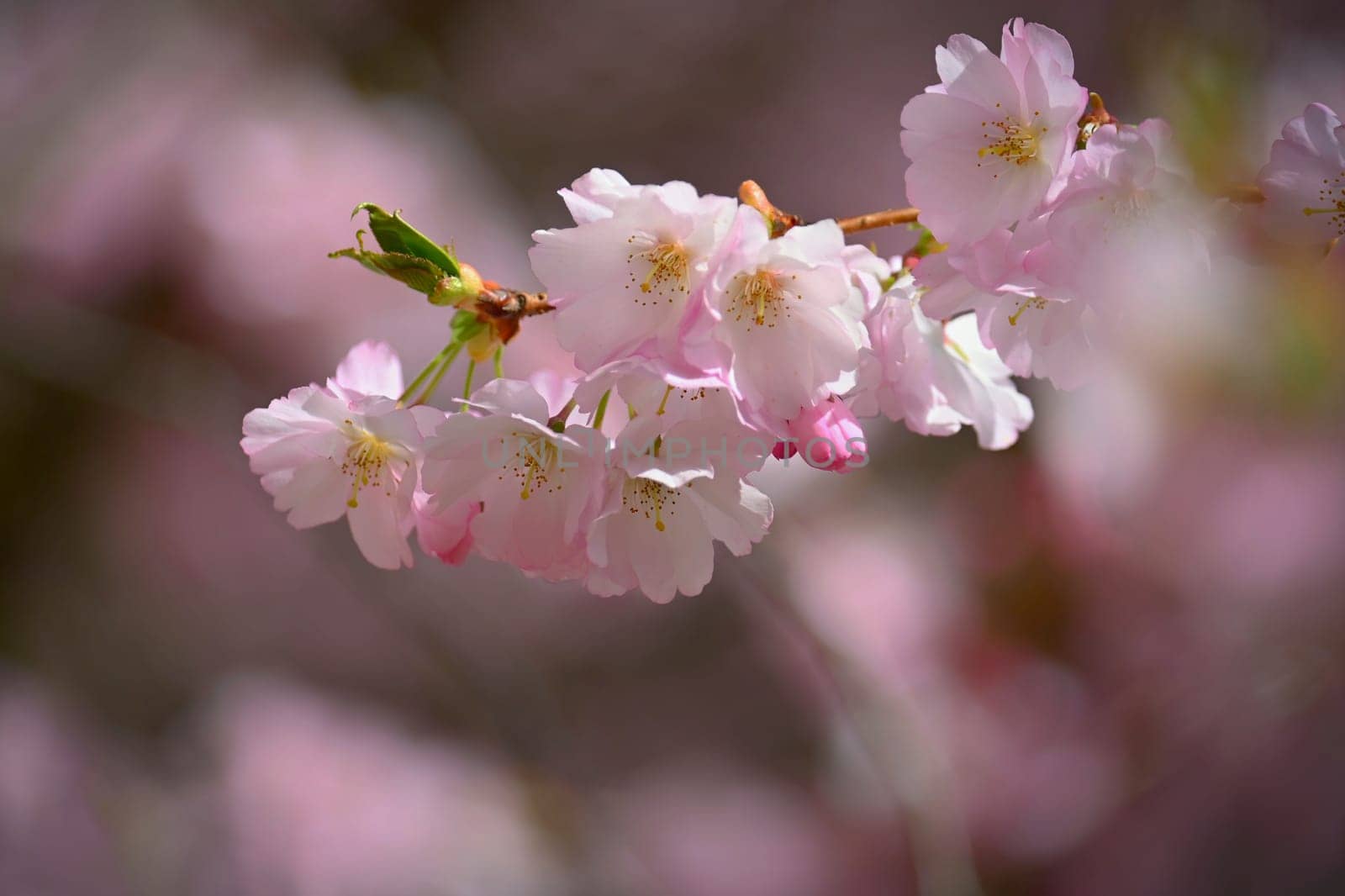 Beautiful spring background with nature. Colorful flowers in spring time. Flowering tree.
