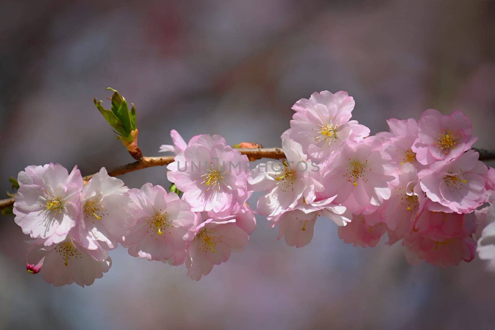 Beautiful spring background with nature. Colorful flowers in spring time. Flowering tree.
