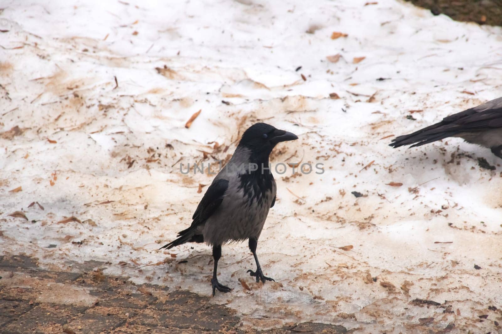 Grey crow on the dirty snow close up