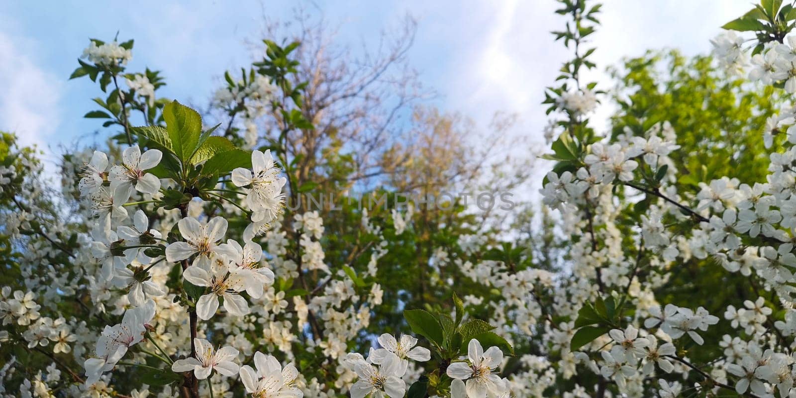 White cherry blossoming flowers with green leaves.