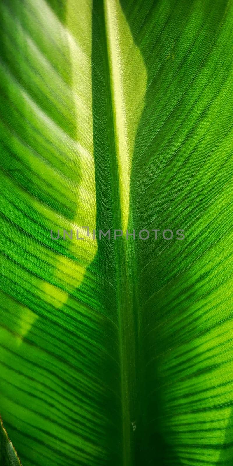 Tropical palm leaf strelitzia plant macro textured background