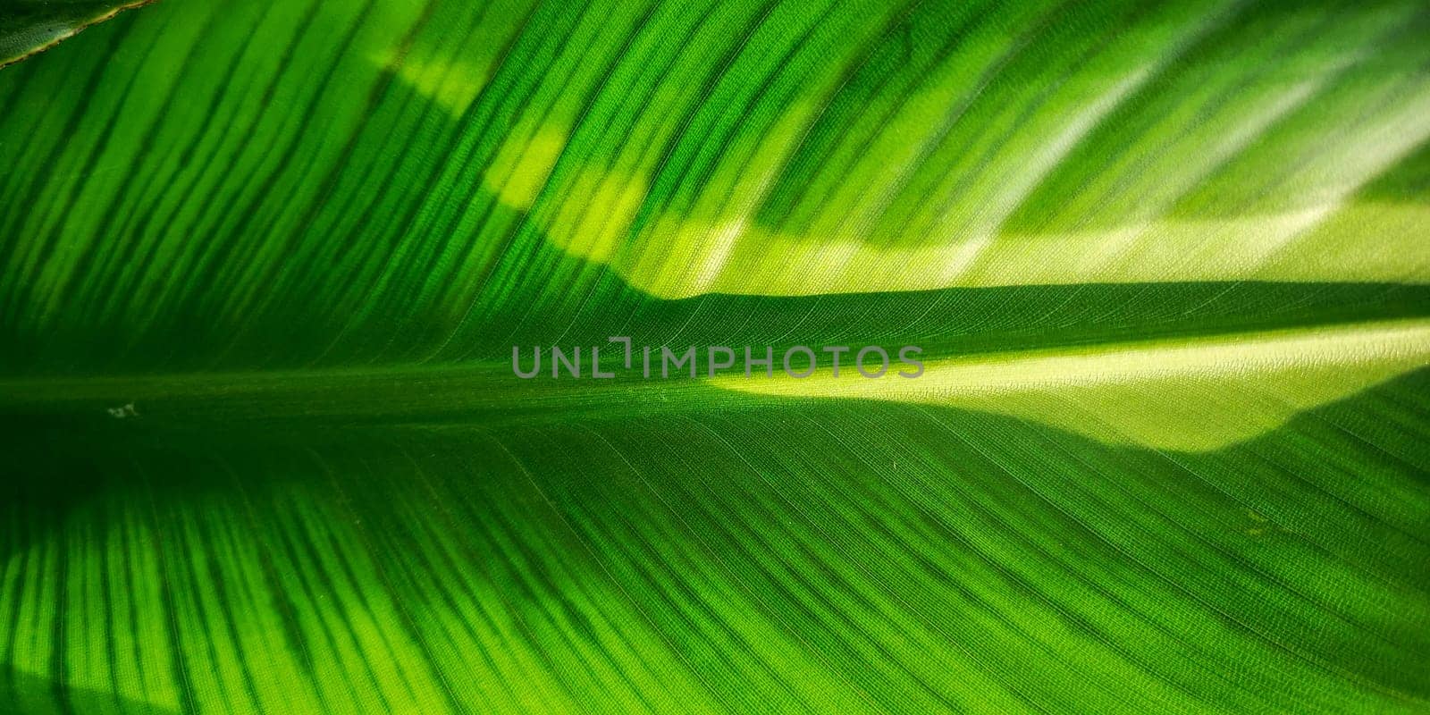 Tropical palm leaf strelitzia plant macro textured background