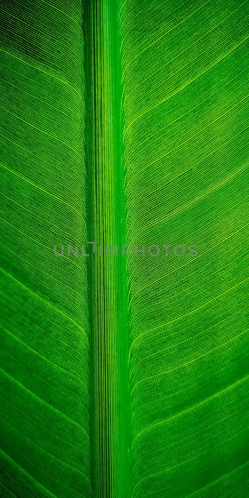 Tropical palm leaf strelitzia plant macro textured background