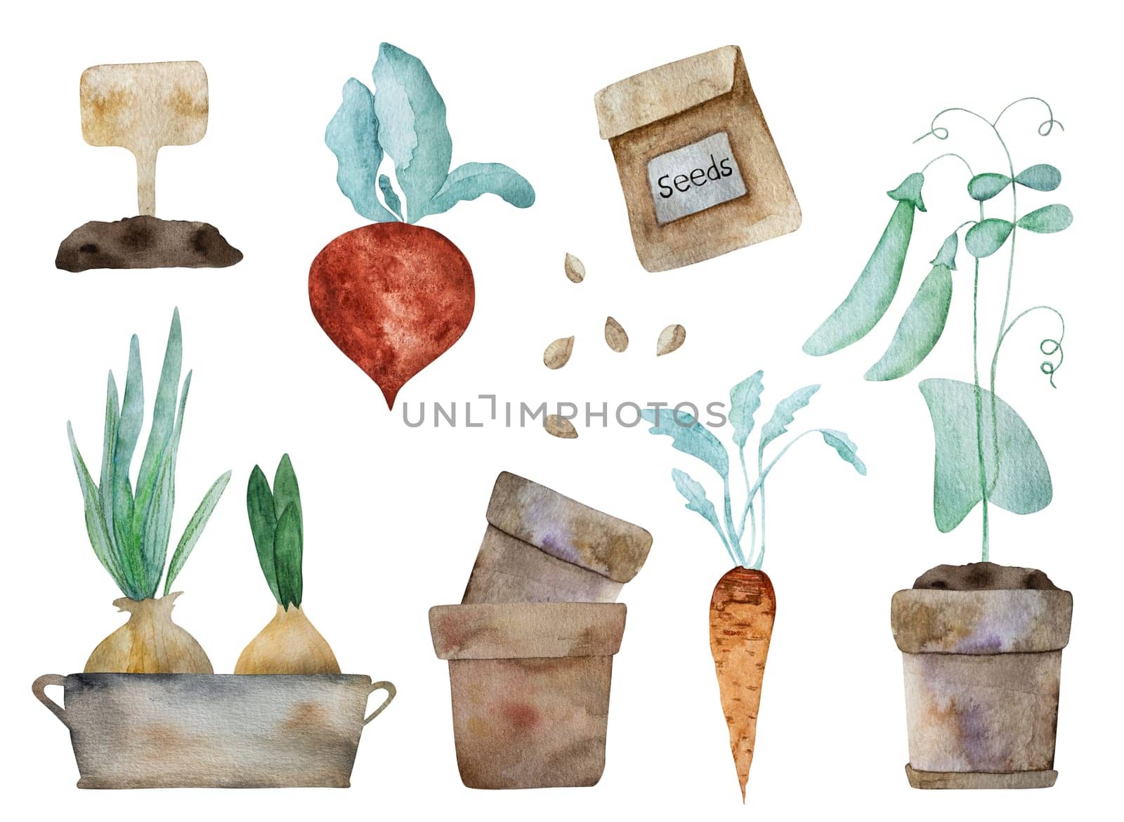 Onion, carrot and green pies with seeds and beetroot watercolor harvest illustration. Eco natural vegetables aquarelle painting