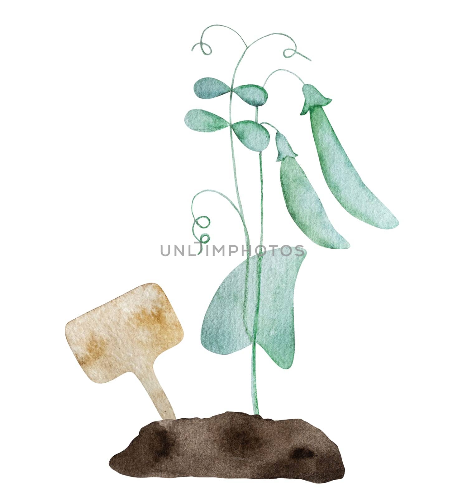 Green pies sprouts growing from fresh ground watercolor painting. Vegetables beans harvest aquarelle painting