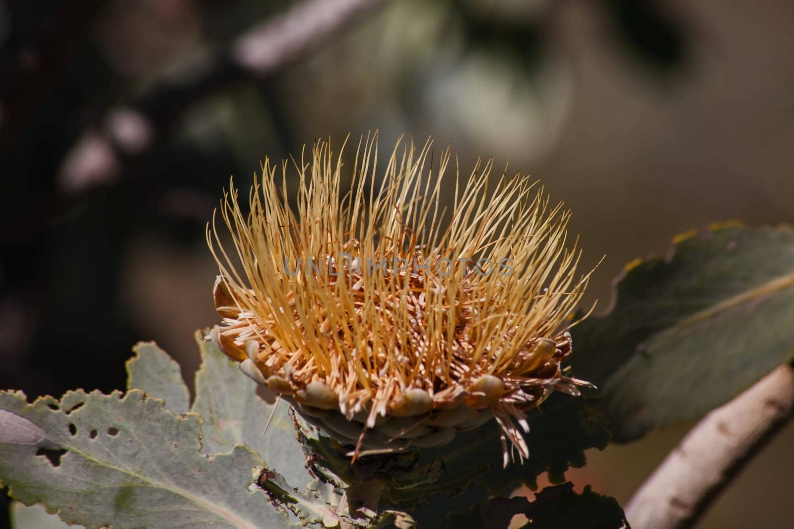 Dry flowerhead of the Clanwilliam Sugarbush (Protea glabra) 12666 by kobus_peche