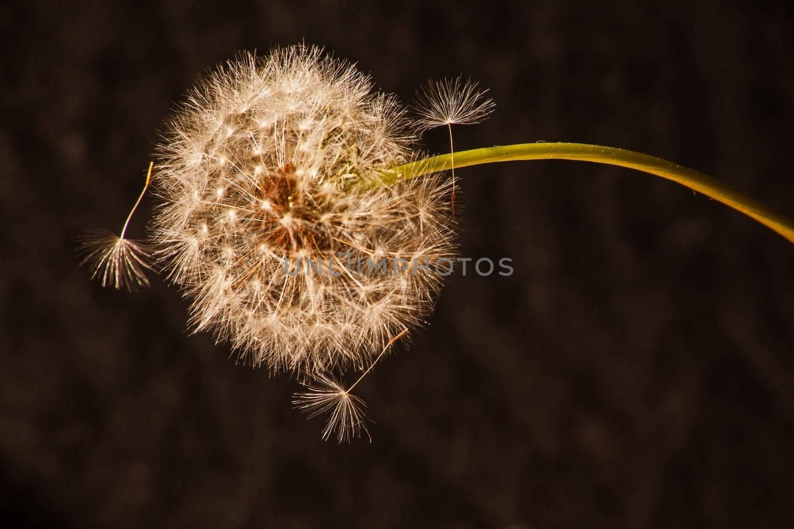 Dandelion seed ball 9921 by kobus_peche