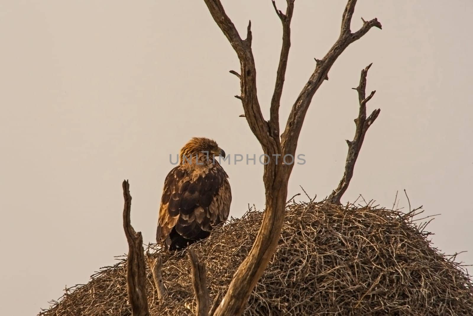Eagle basking in the early morning sun on top of a Sociable Weaver's nest in the Kgalagadi transfrontier Park. South Africa