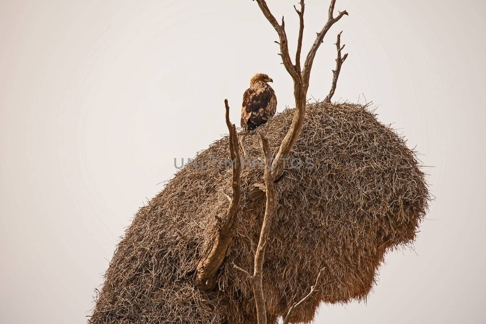 Eagle basking in the early morning sun on top of a Sociable Weaver's nest in the Kgalagadi transfrontier Park. South Africa