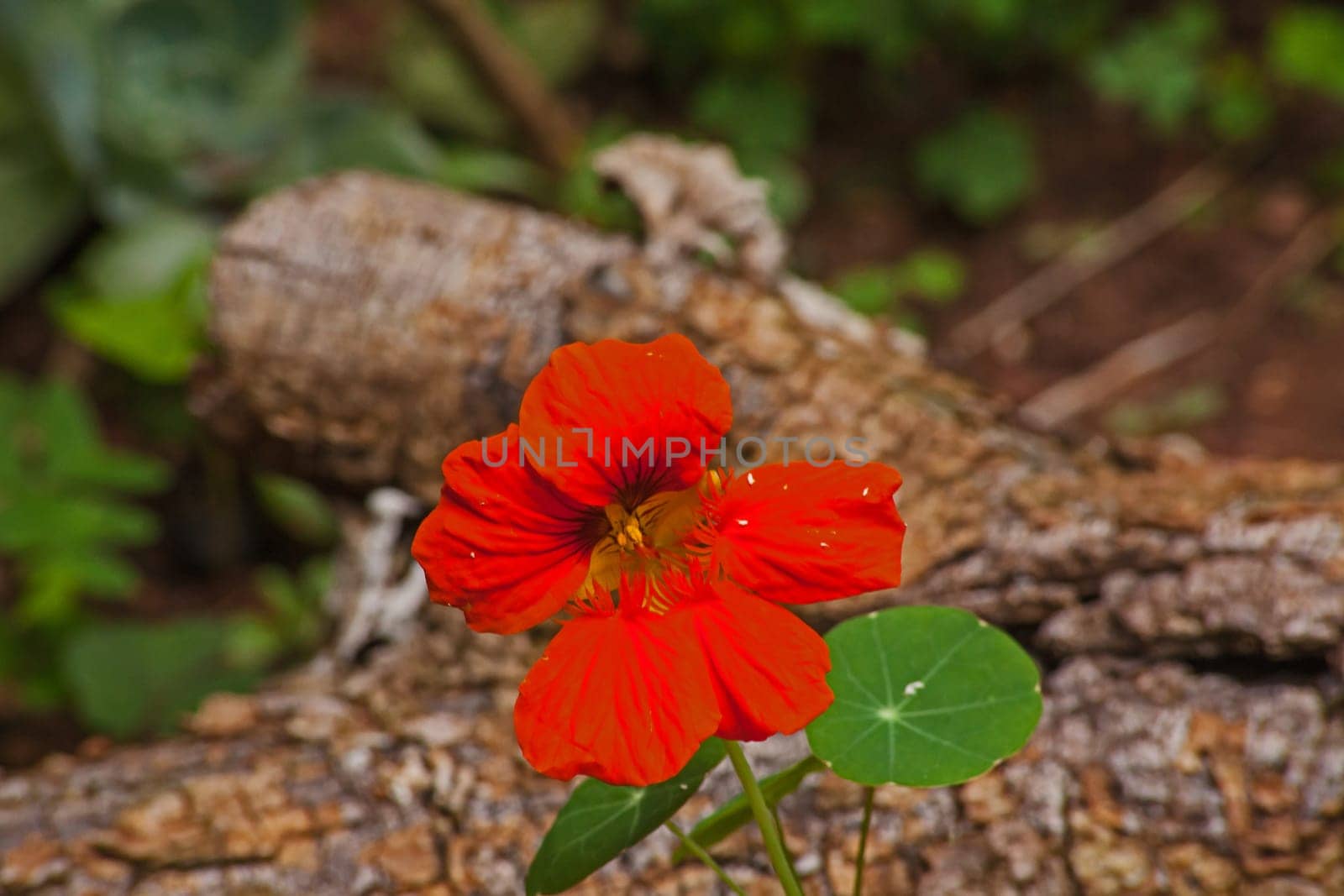 Garden Nasturtium (Tropaeolum majus) 9385 by kobus_peche