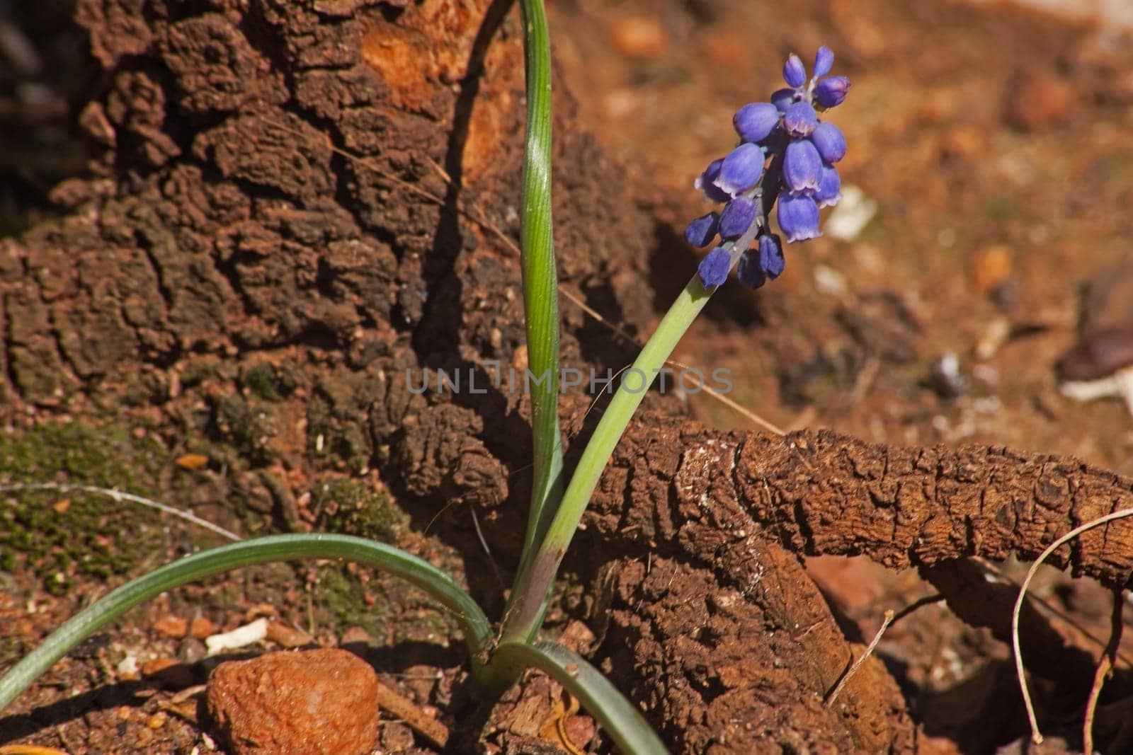 Grape hyacinths (Muscari armeniacum) is an ideal flowering plant to be used in pots, both indoors and on patios