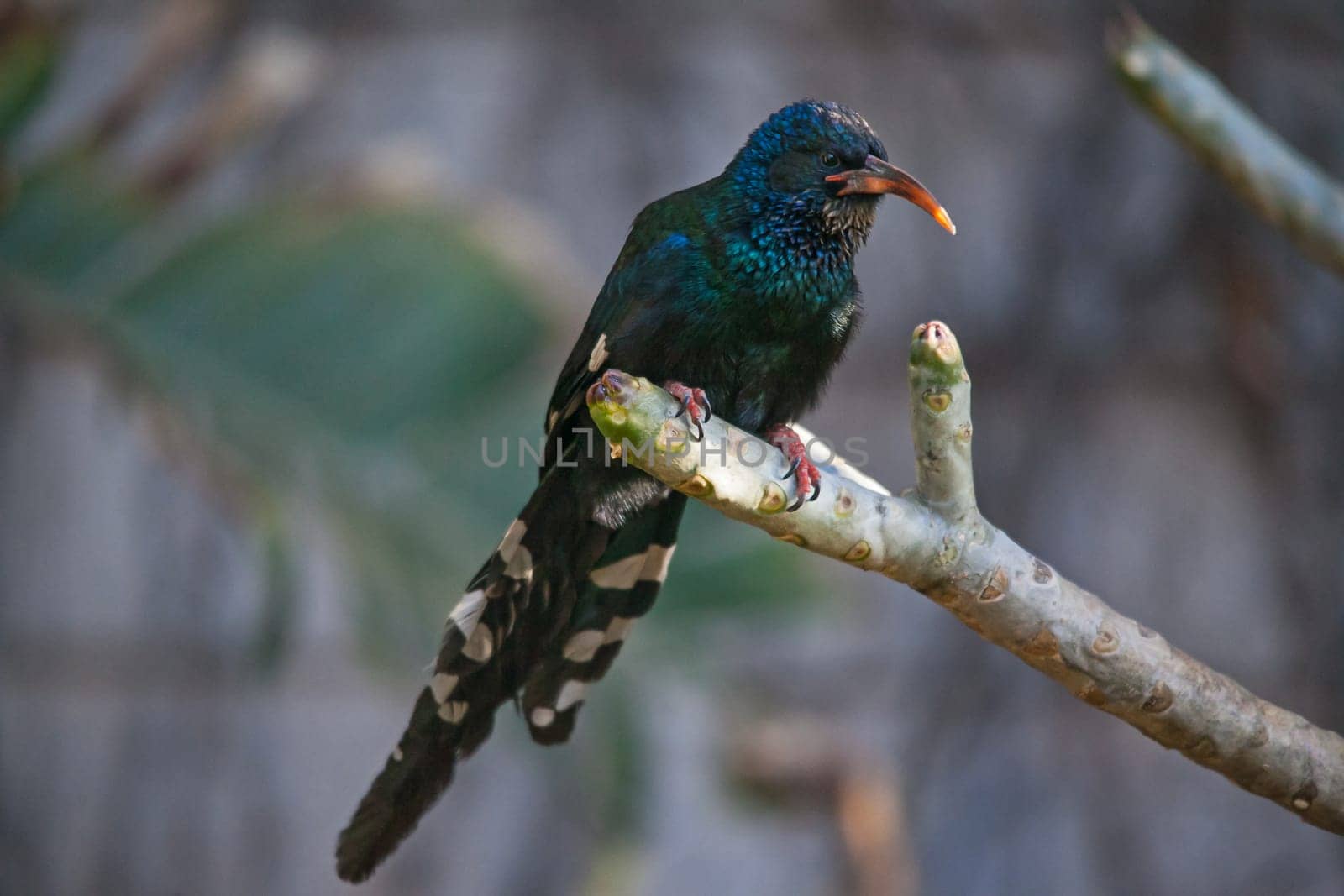 A juvinile Green Wood-hoopoe (Phoeniculus purpureus)