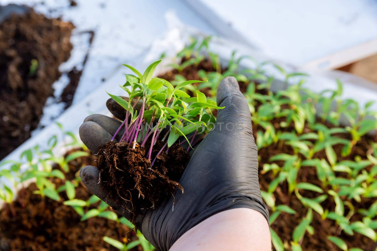 The worker holds a pepper seedling in her hand. Ready for transplanting into fertile soil. Healthy root system.