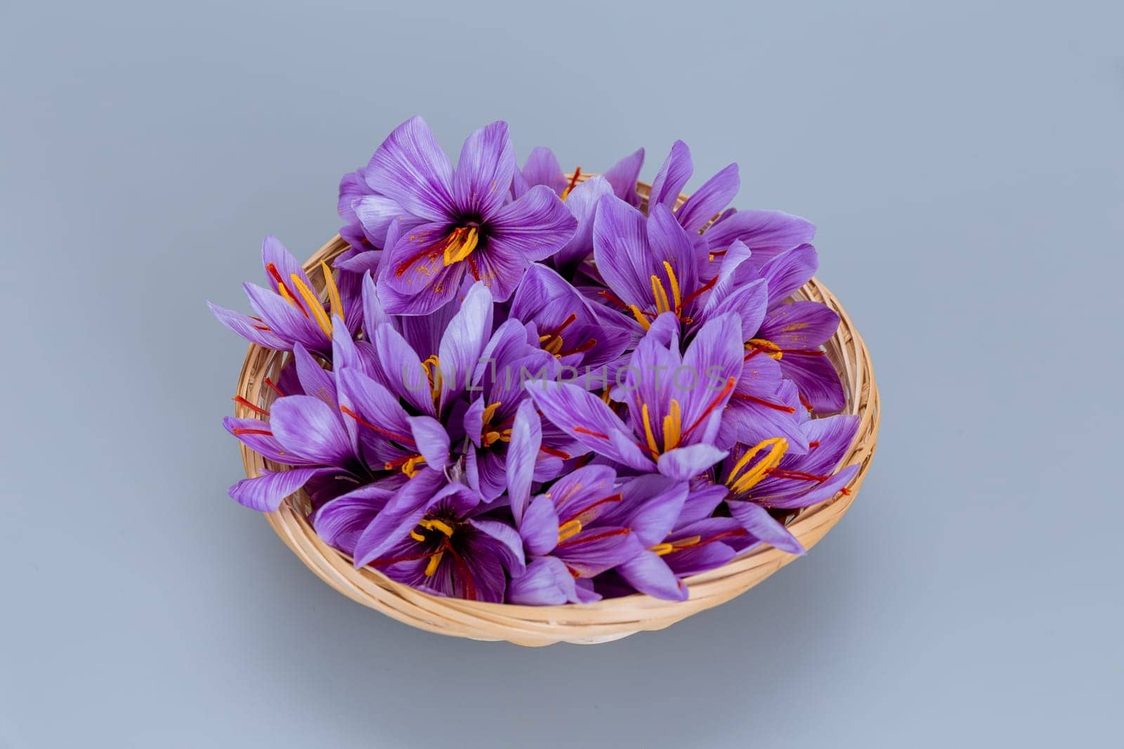 Crocuses of saffron flowers in a wicker plate on a gray background. Purple flowers with red stamens. Autumn flowers.