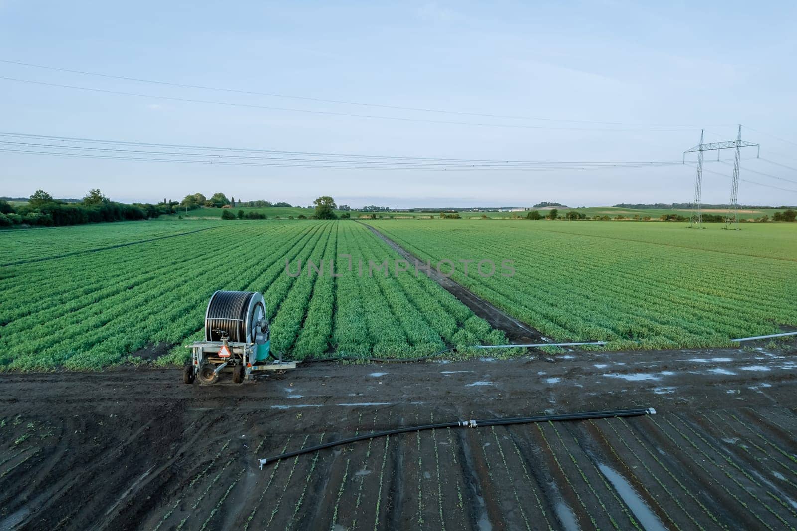 Peas grow in the field in even rows, watering the field, protection against drought. Green fields, place for text. Agriculture.