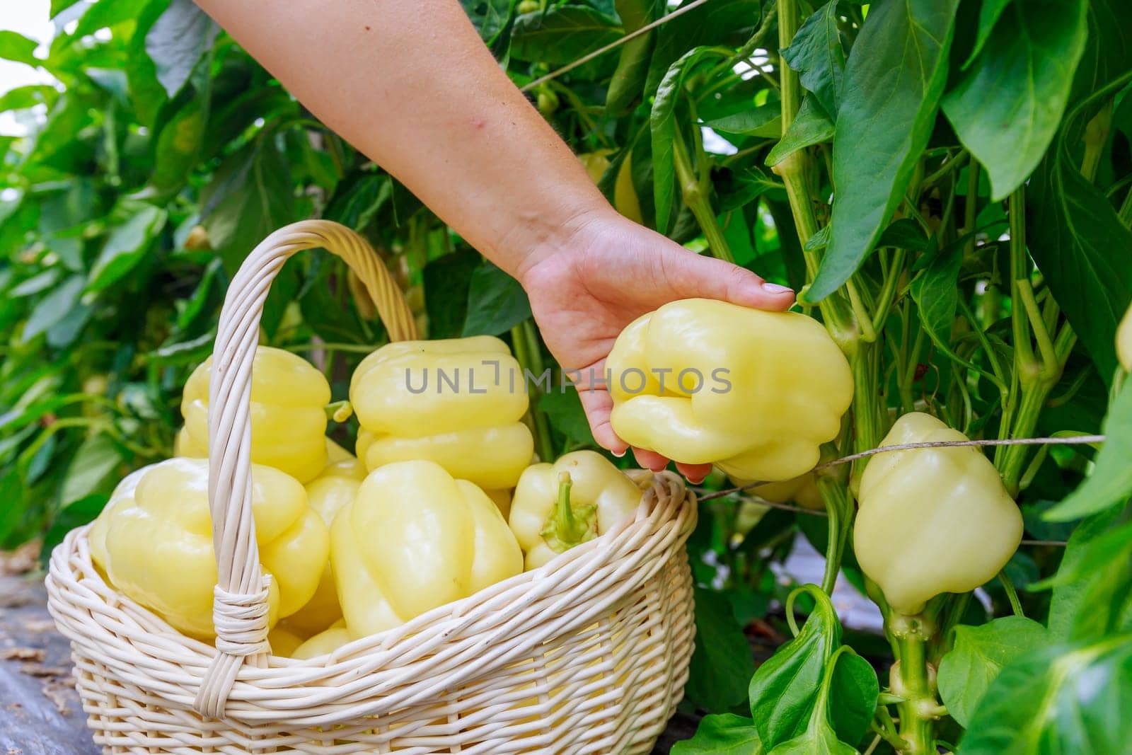 A woman puts yellow pepper in a basket. Harvesting pepper vegetables.