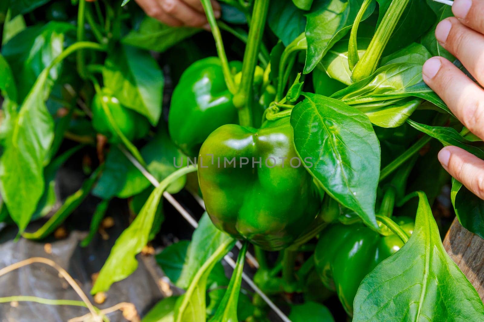 Green peppers on a bush. Growing vegetables in a greenhouse.