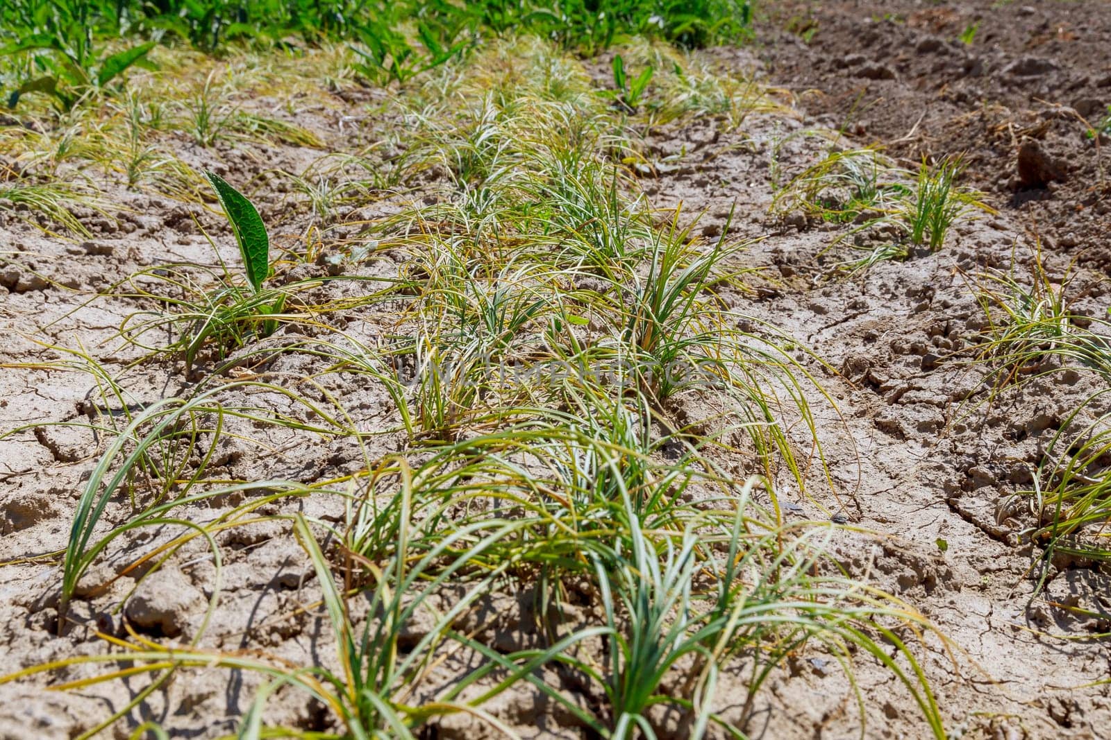 Dried saffron sativus plant in early summer in dry ground before harvesting bulbs for saffron propagation.