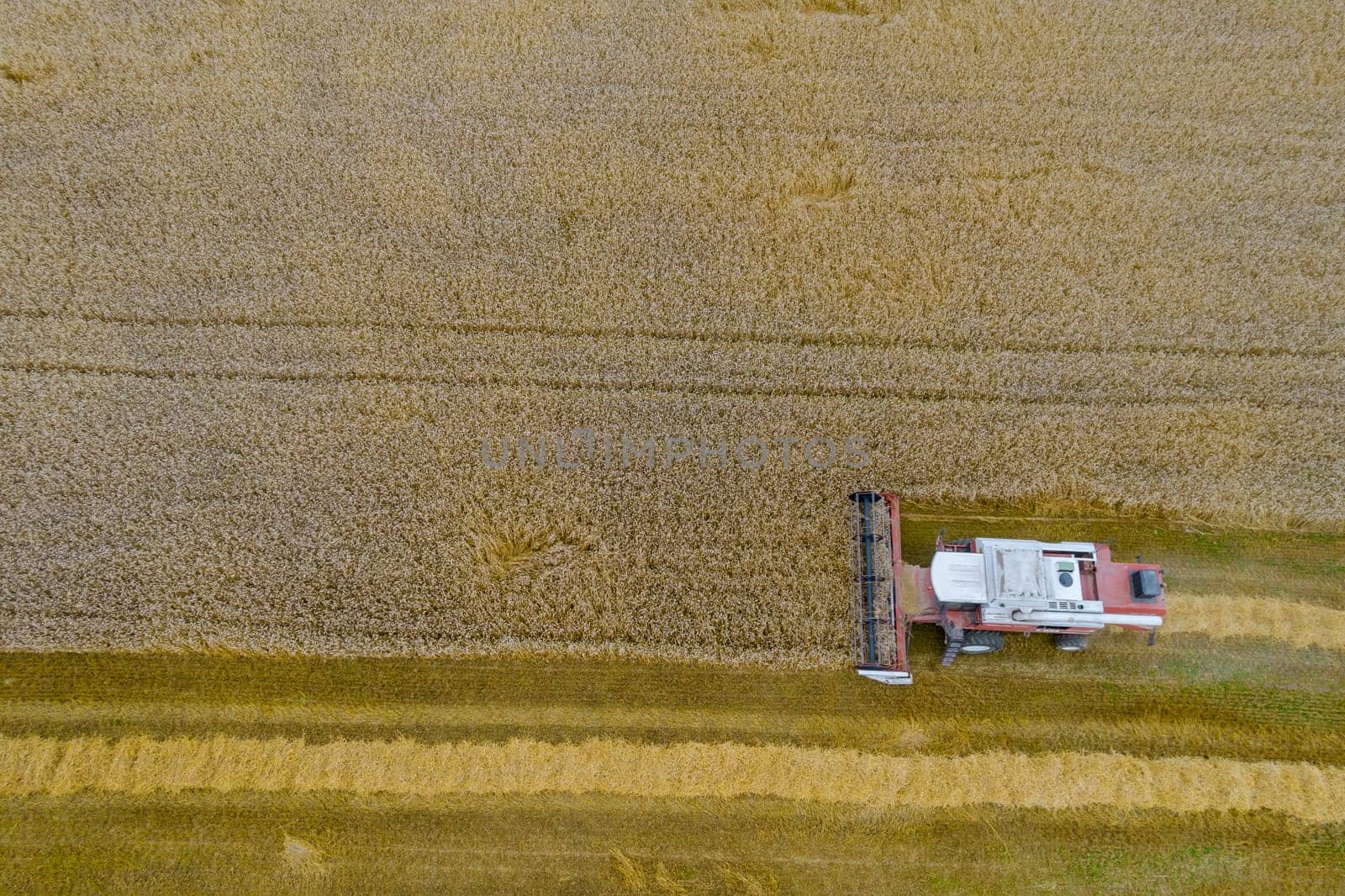 Top view of a harvester harvesting wheat. High yield of wheat. Summer harvest of grain in the field.