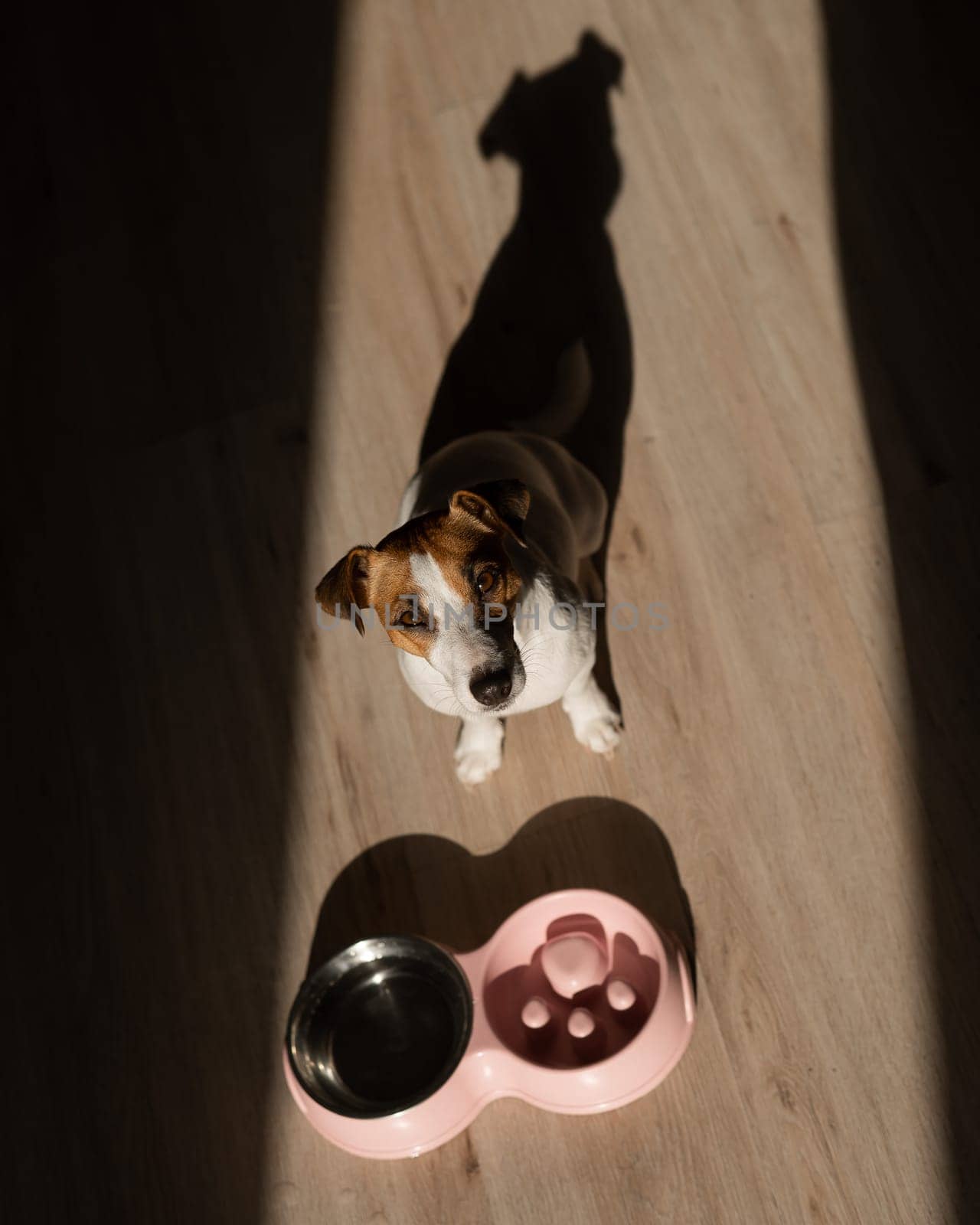 A double bowl for slow feeding and a bowl of water for the dog. Top view of a jack russell terrier dog near a pink plate with dry food on a wooden floor. by mrwed54