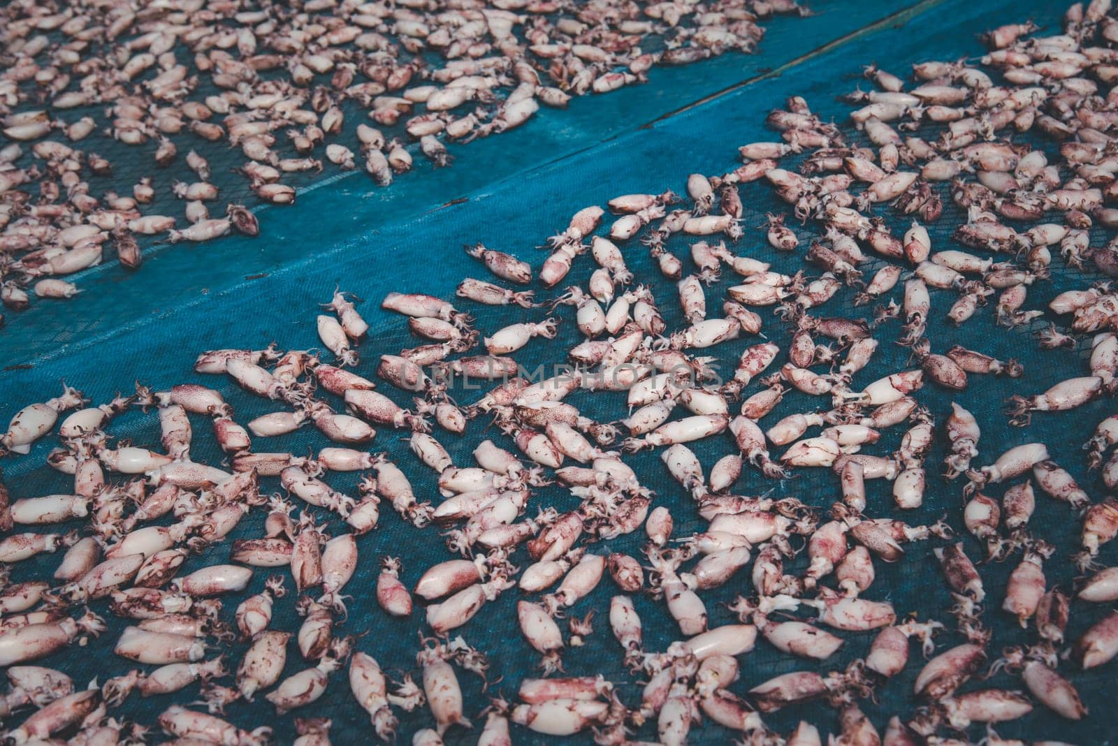 Dried sea squid or octopus premium grade is a seafood and food preservation prepared traditional food for sale at Thai street food market or restaurant in Bangkok Thailand