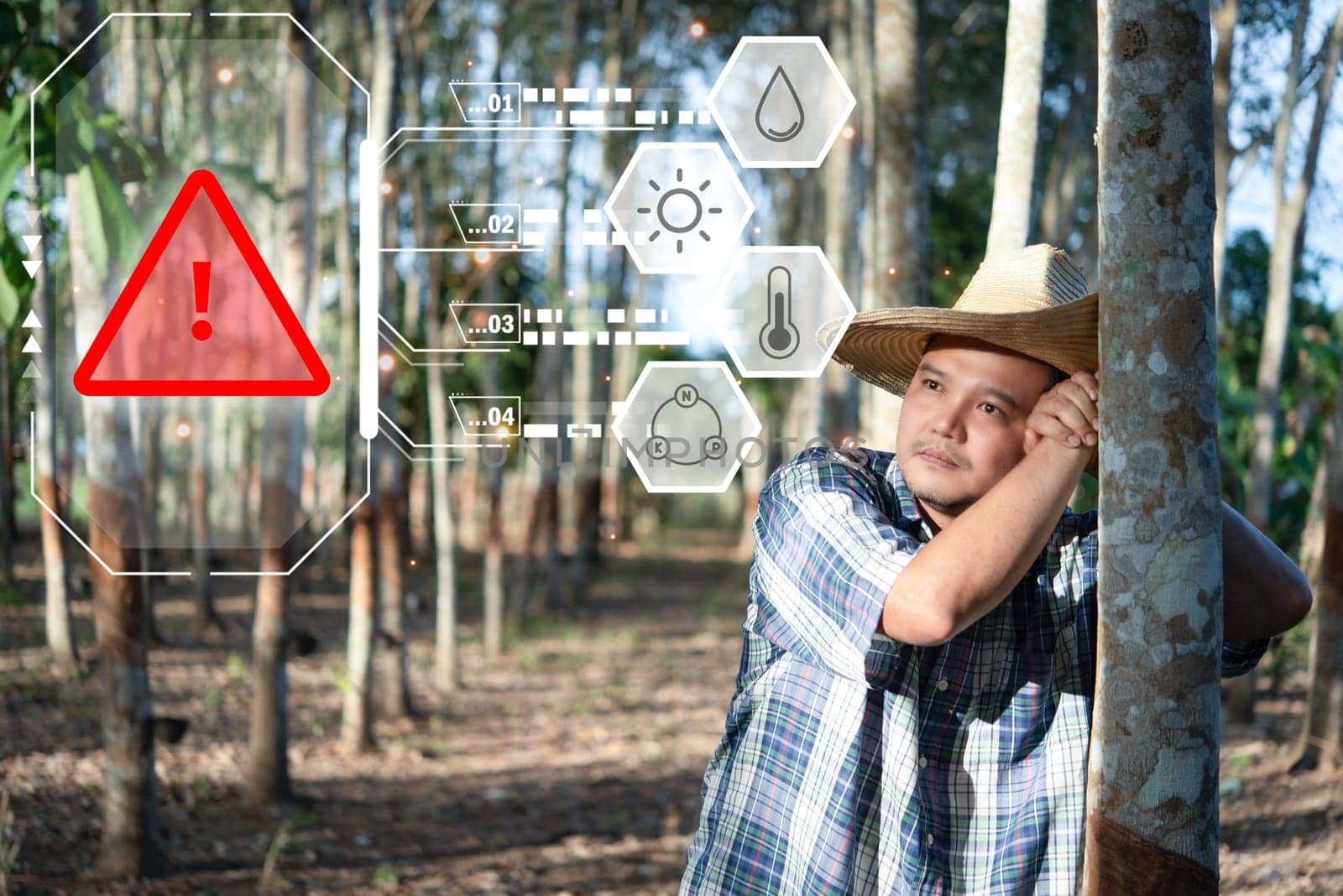 Smart farm digital icon and futuristic AI data infographic of Farmer agriculturist unhappy low yield productivity at rubber tree plantation is agriculture harvesting natural rubber industry Thailand