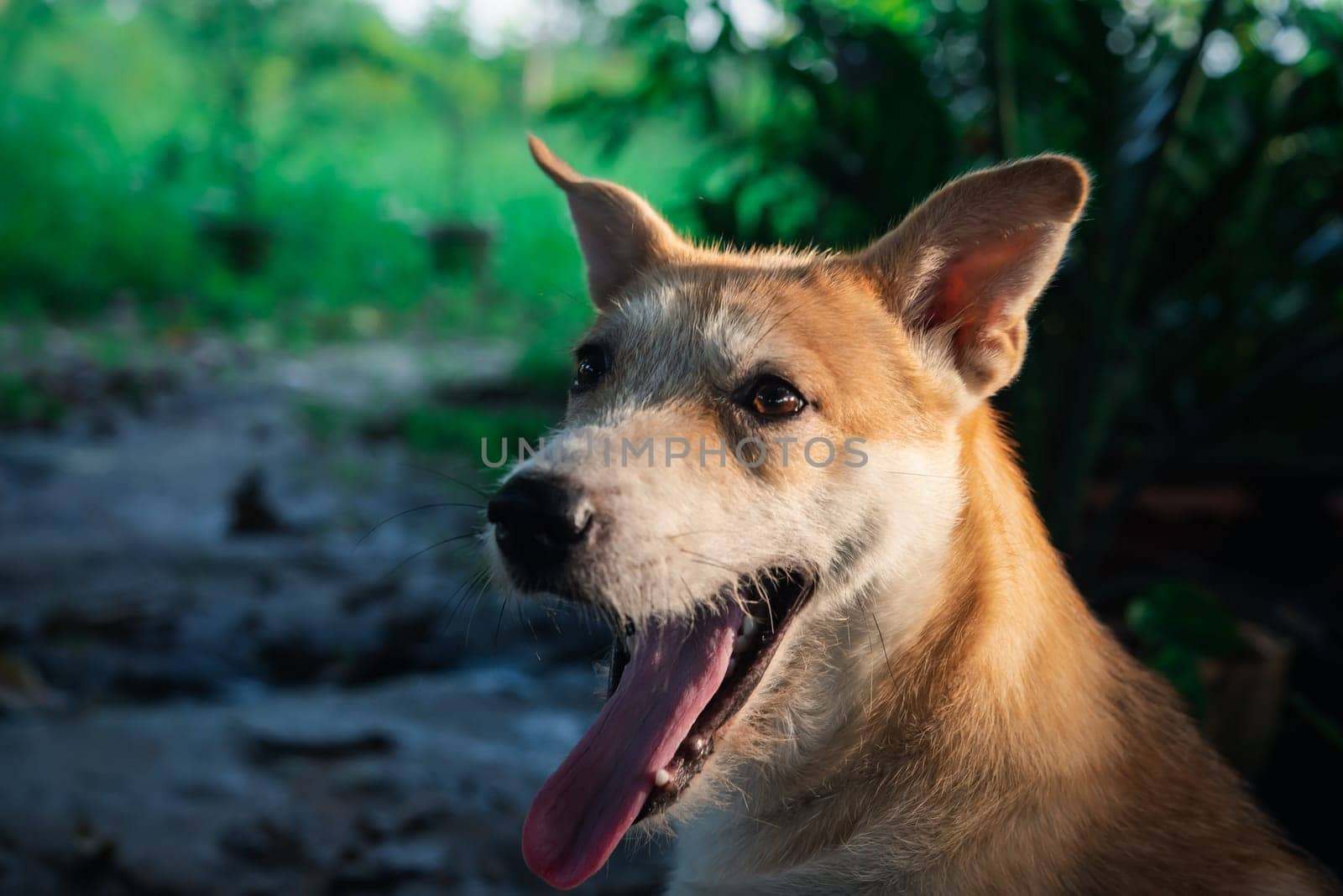 Thai brown stray dog is a animal type mammal and pet so cute playing at beautiful nature garden or farm and looking at something with joy and happy