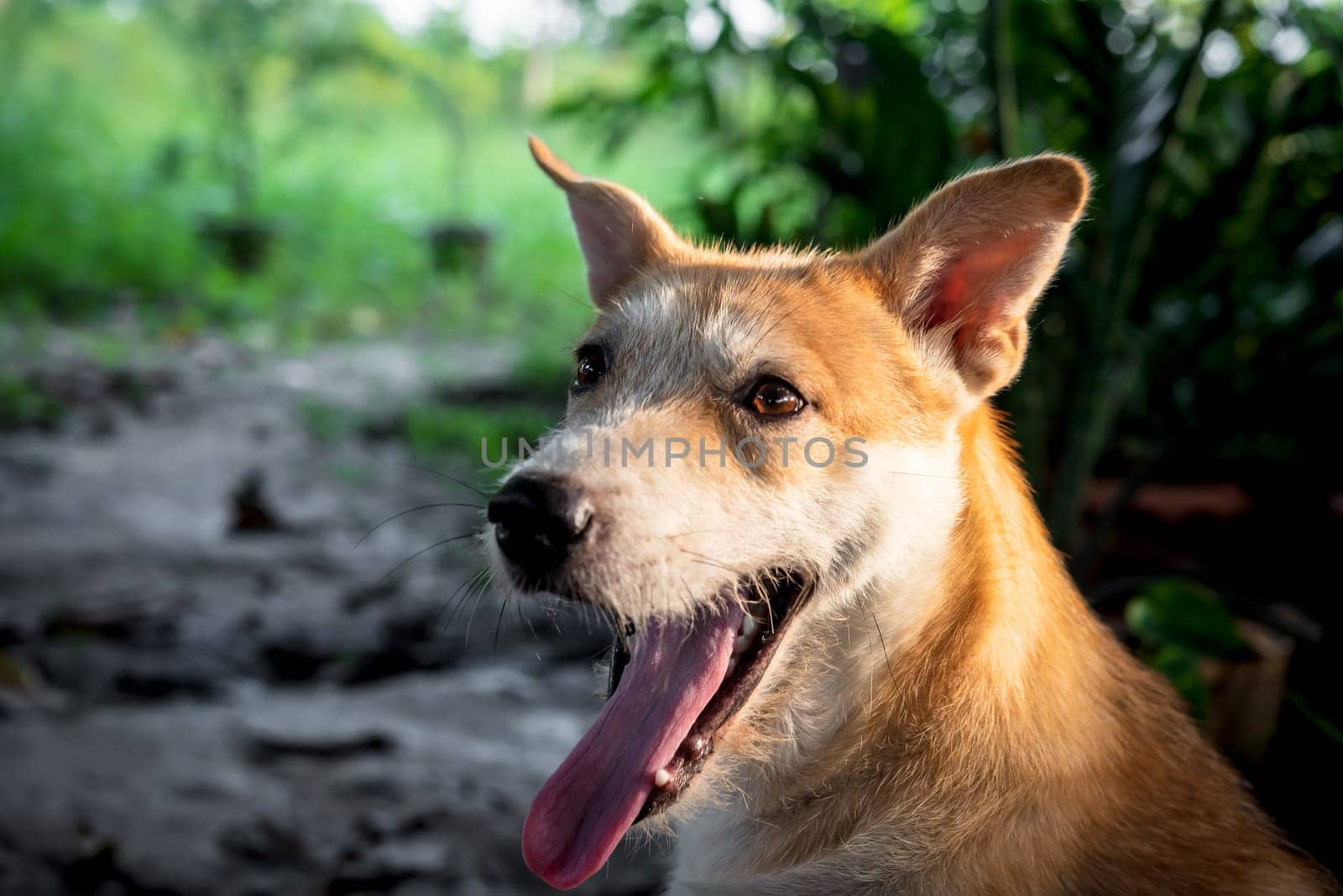 Thai brown stray dog is a animal type mammal and pet so cute playing at beautiful nature garden or farm and looking at something with joy and happy