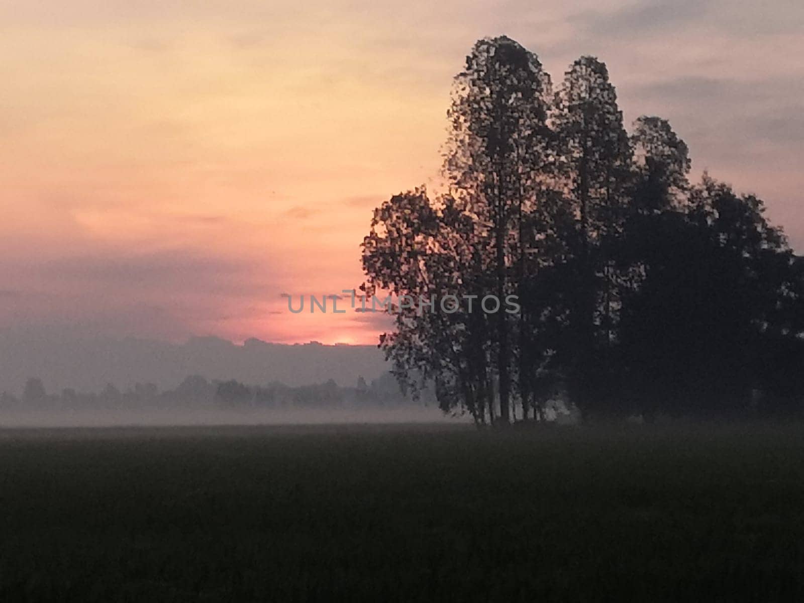 Nature of rice field on rice paddy by NongEngEng