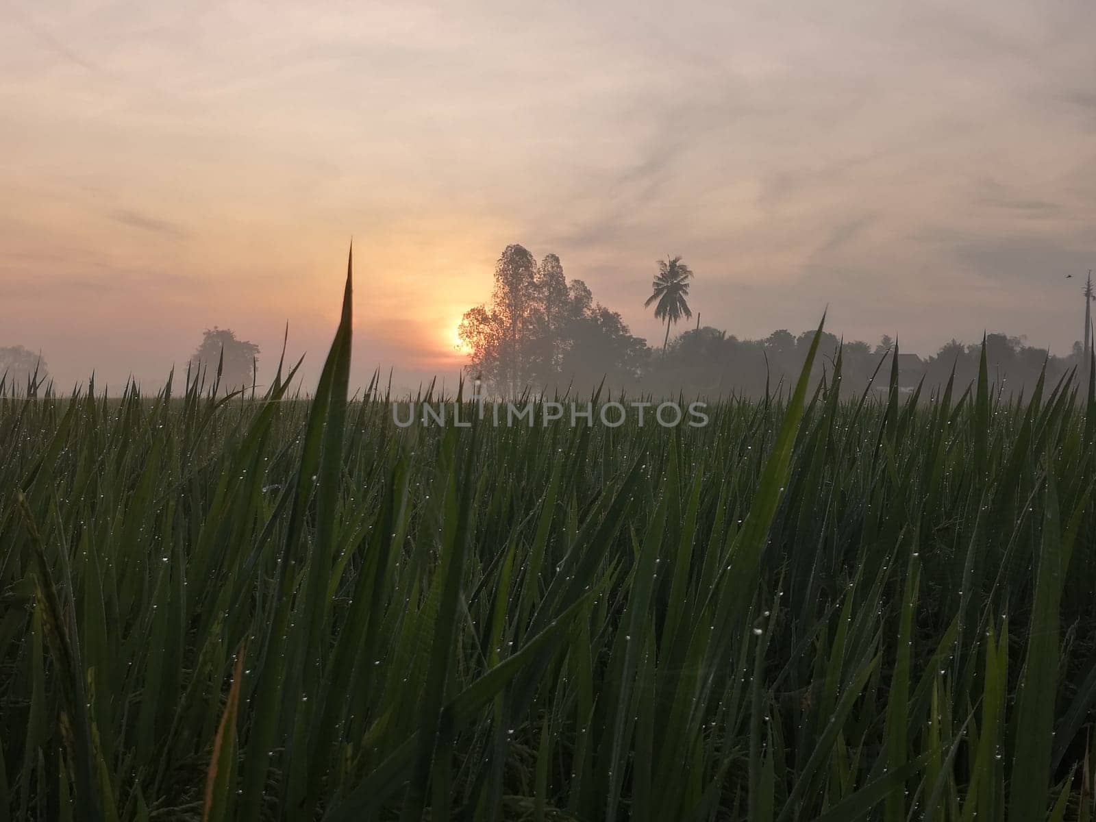 Nature of rice field on rice paddy by NongEngEng