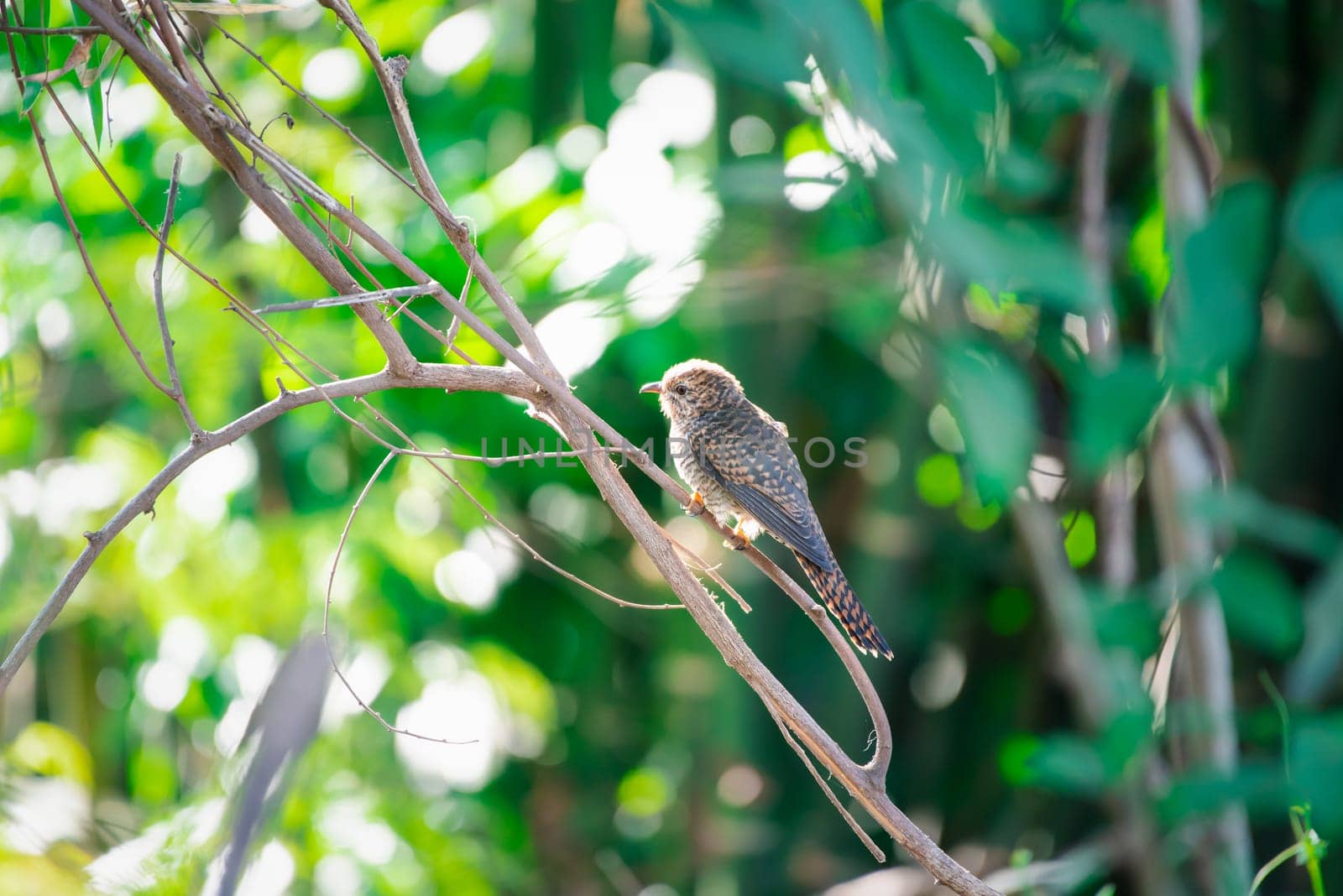 Bird (Plaintive Cuckoo, Cacomantis merulinus) black, yellow, brown and orange color perched on a tree in a nature wild