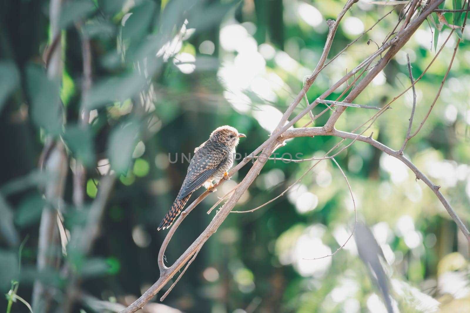 Bird (Plaintive Cuckoo, Cacomantis merulinus) black, yellow, brown and orange color perched on a tree in a nature wild