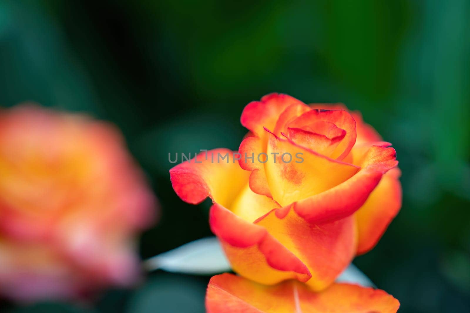 Red and Yellow Rose and Rosebuds in Garden, Close Up, Selective Focus. Rose blooms on a background of green leaves. Summer flower. Natural background. by panophotograph