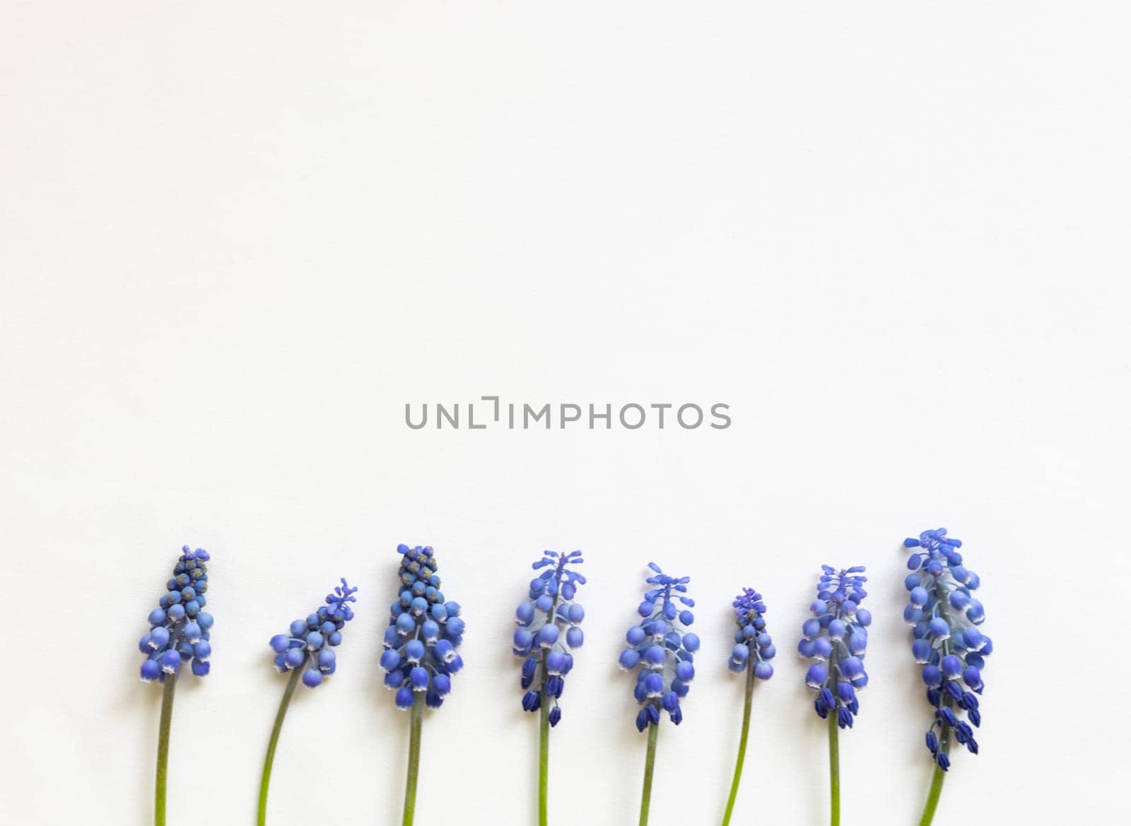 Frame of blue spring flowers. Flat lay. Close-up. Empty space for inspirational texts, beautiful quotes or positive sayings. by Ri6ka