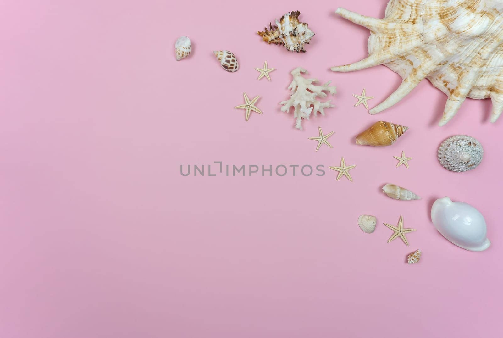 Sea shells on a pink background with starfish by Spirina