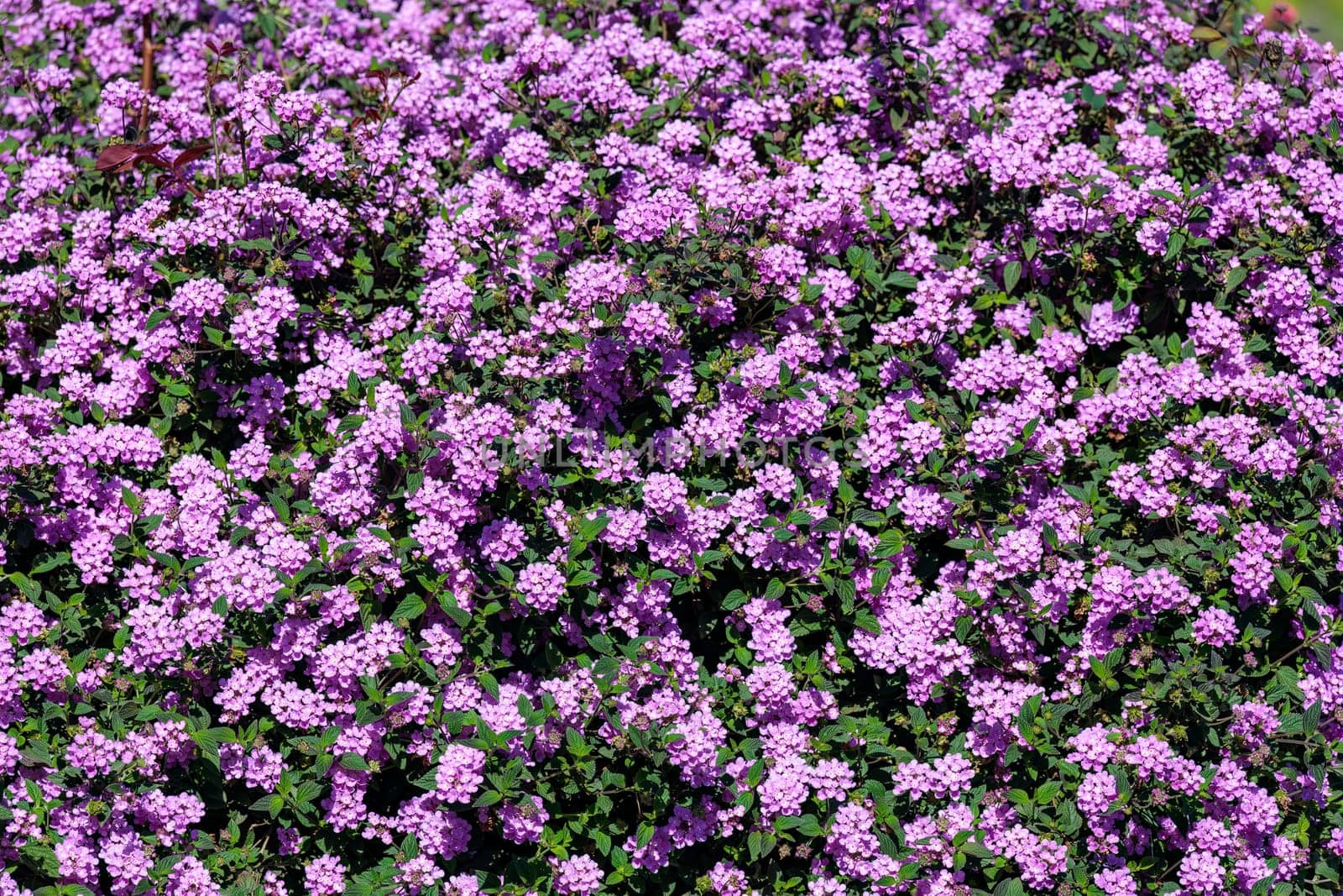 Lantana montevidensis, Trailing lantana, Purple lantana, trailing shrub with opposite oval leaves and purple blue flowers in small flat topped clusters, with large ovate bracts