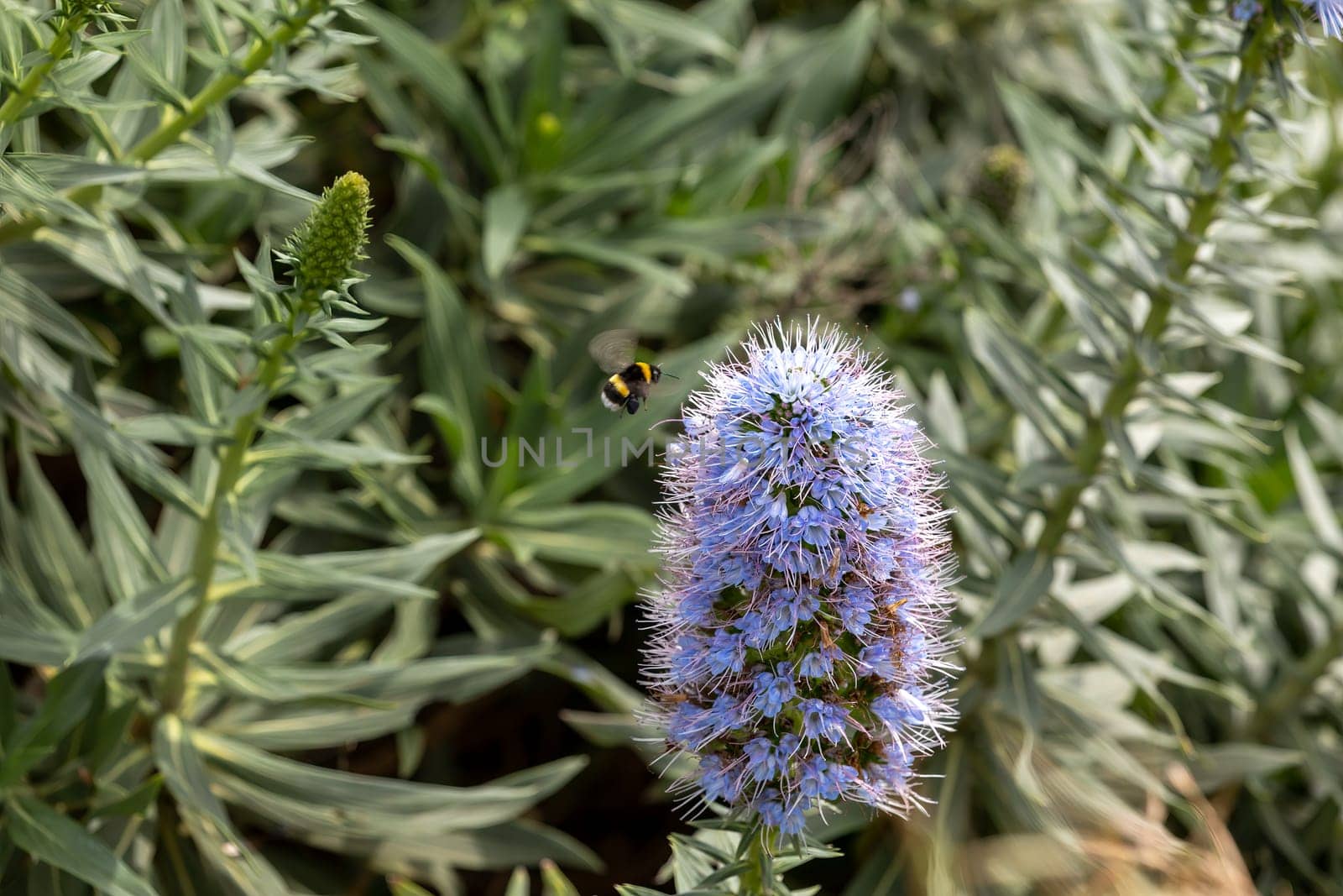 Echium strictum. Boraginaceae. Long stem of small blue flowers. Pride of Madeira.