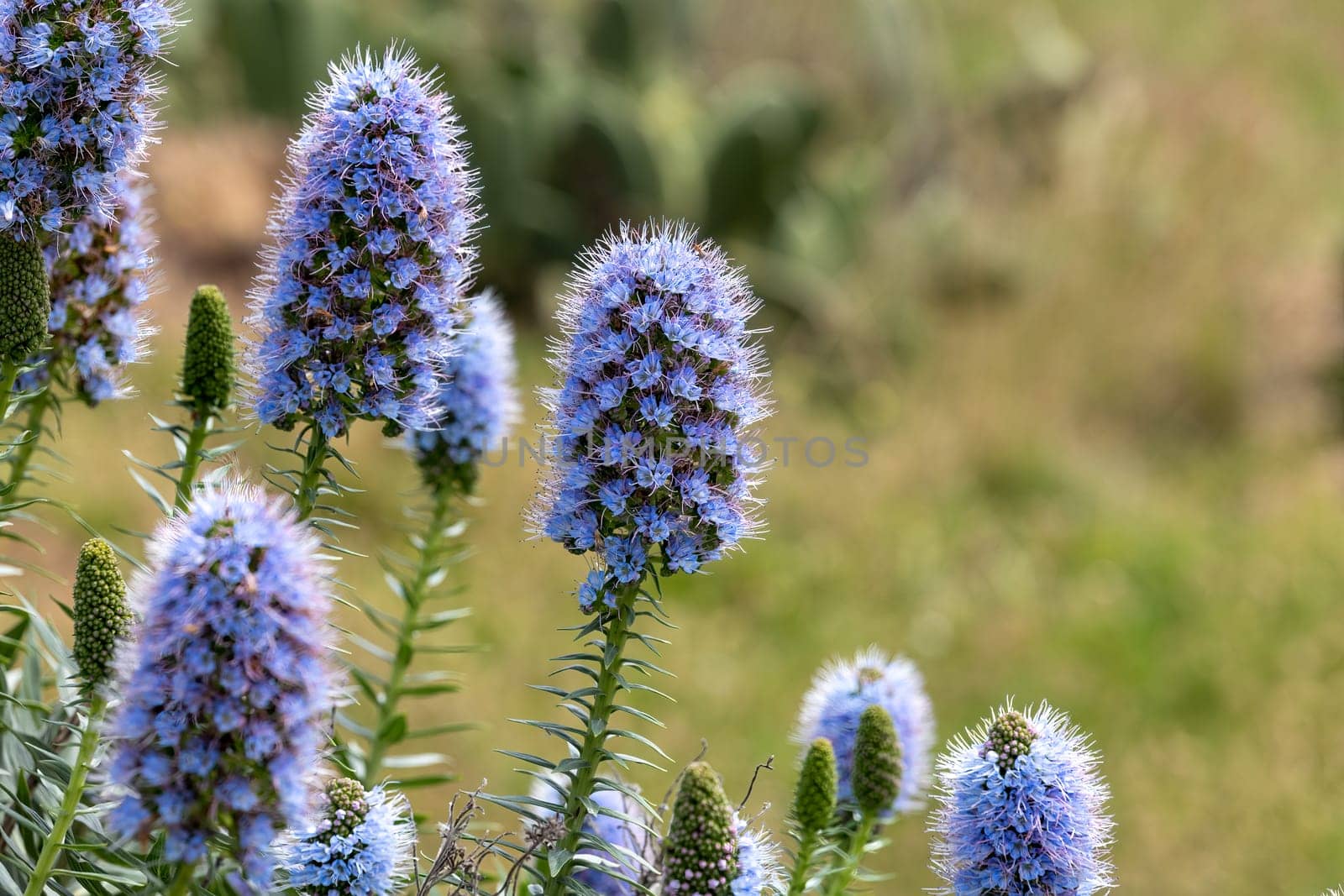 Echium webbii. Boraginaceae. Long stem of small blue flowers. Pride of Madeira.