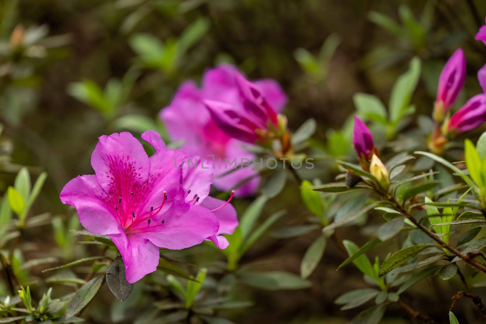 Rhododendron simsii Indian Azalea, Sims Azalea, Mountain Rose, Mountain Peony. The attractively wild pink rose, ruffle petals