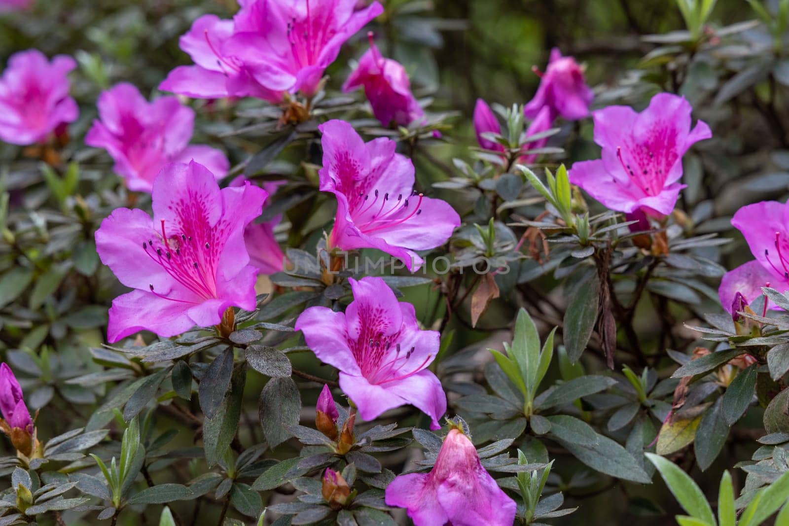 Rhododendron simsii Indian Azalea, Sims Azalea, Mountain Rose, Mountain Peony. The attractively wild pink rose, ruffle petals