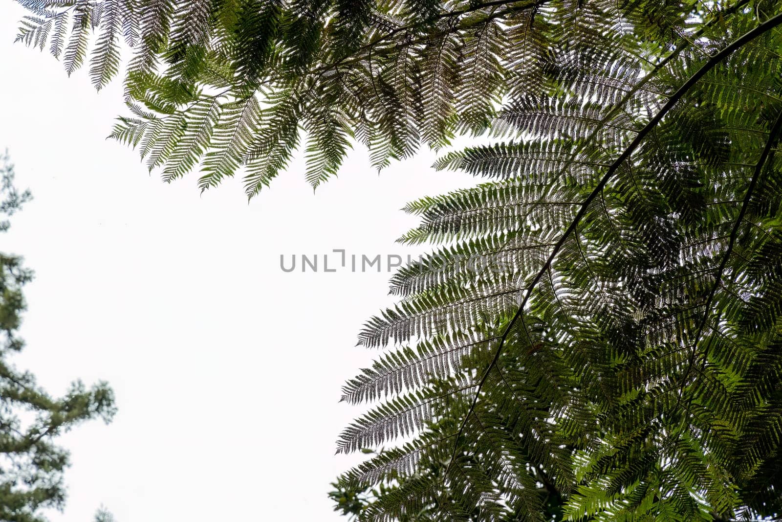 Natural background green palm leaves against the cloudy sky. Green palm tree leaf on sky background. Green exotic landscape