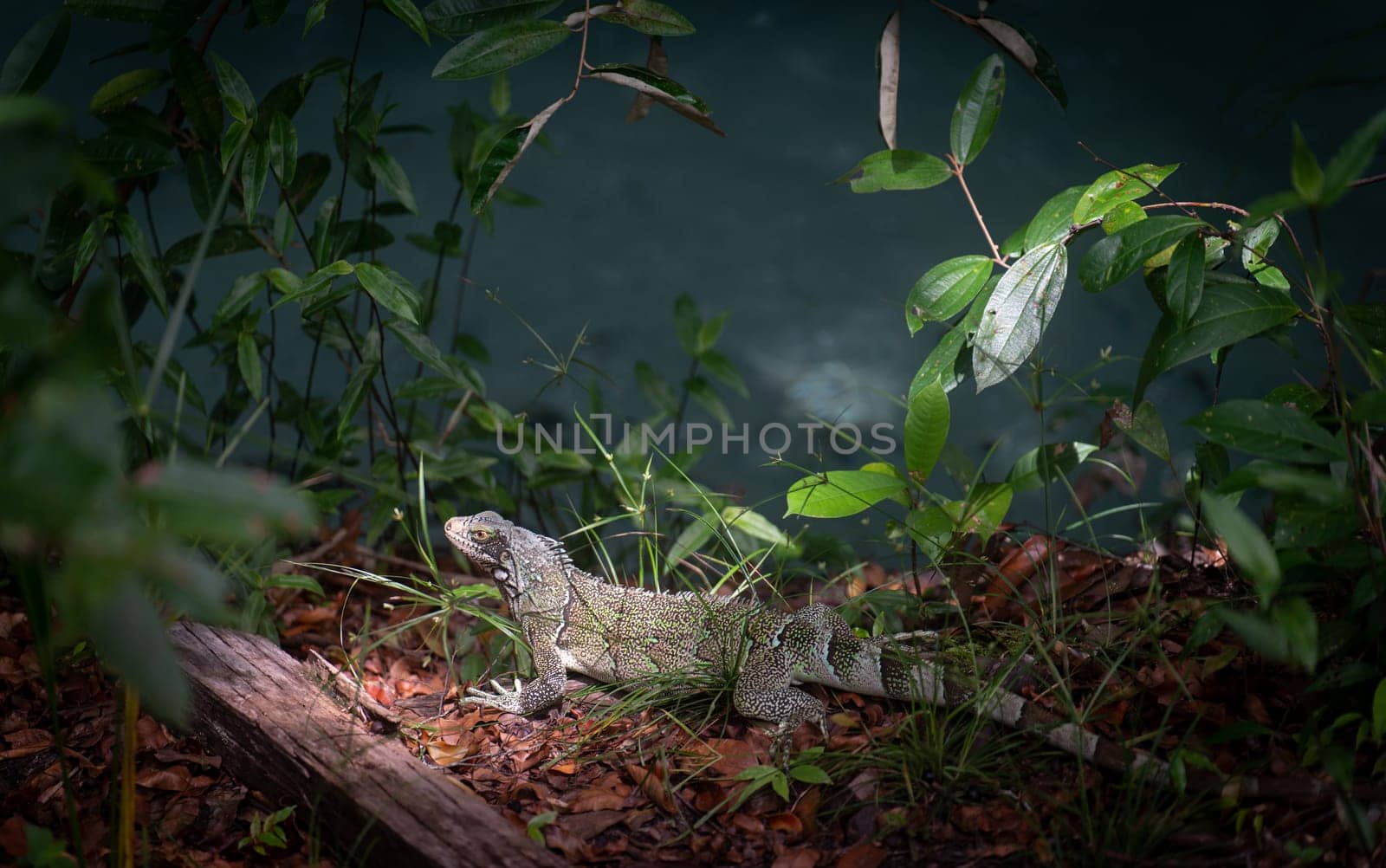 Witness the beauty of nature as a green iguana stands still, basking in the sunlight shining on its head while the rest of its body is in the shadows of the lush forest.