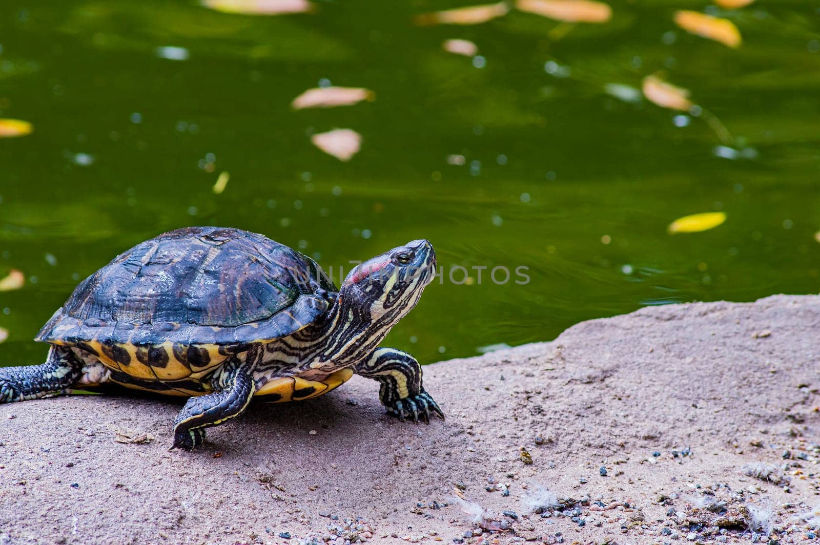 Red-eared tortoise on the shore of a reservoir. Trachemys scripta elegans. Turtle of the emydidae family. Freshwater amphibians. Animal world of wild nature. Environmental protection.