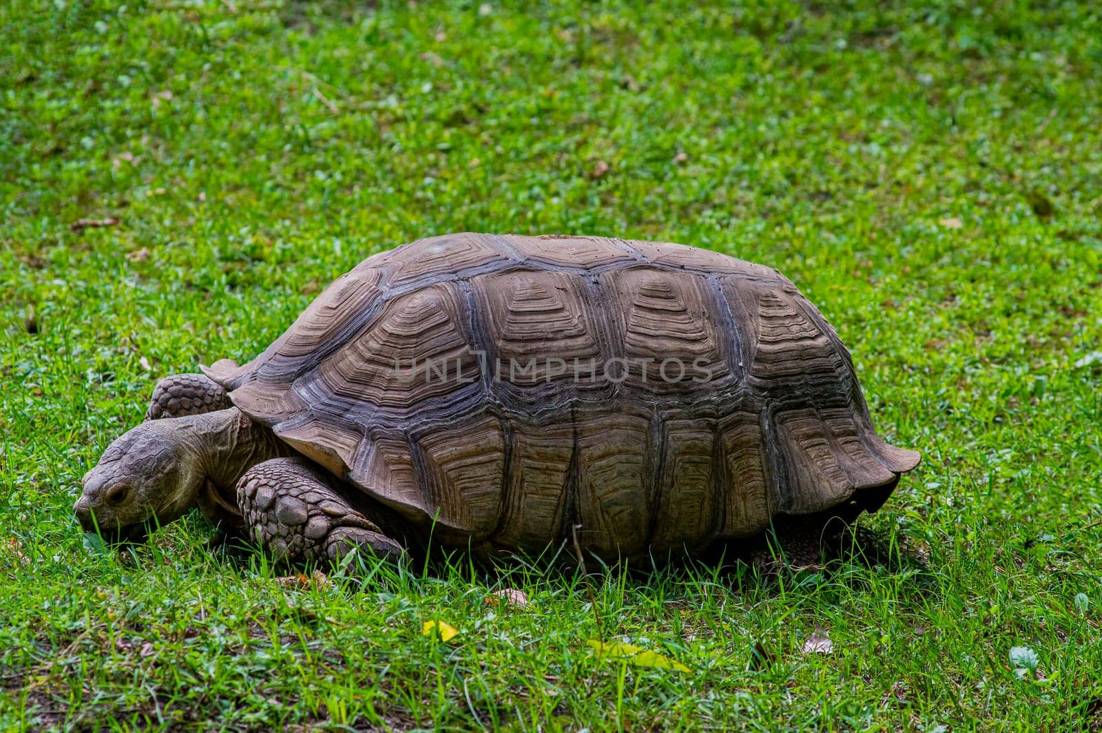 Land animal aldabrachelys gigantea turtle on green grass. Land turtle. Families aldabrachelys. The shell of a giant animal. Animal world of wild nature. Environmental protection. Ecosystem.