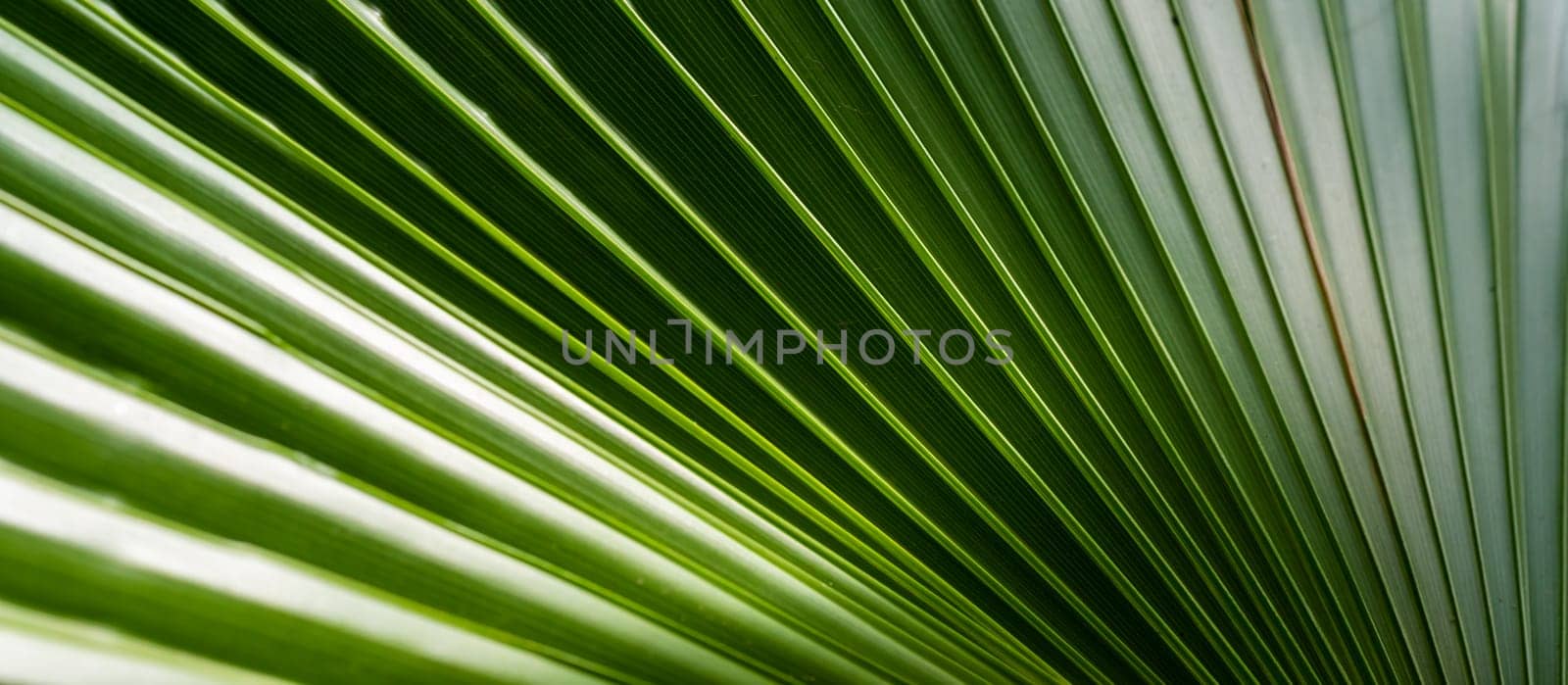 The play of light and shadows, the texture of straight lines near the green palm leaf by Hydrobiolog