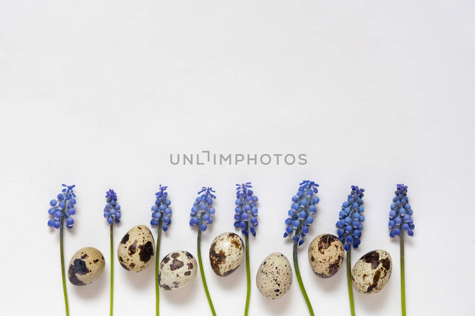 Easter quial eggs and fresh blue spring flowers. White background. Happy easter concept, flat lay, copy space