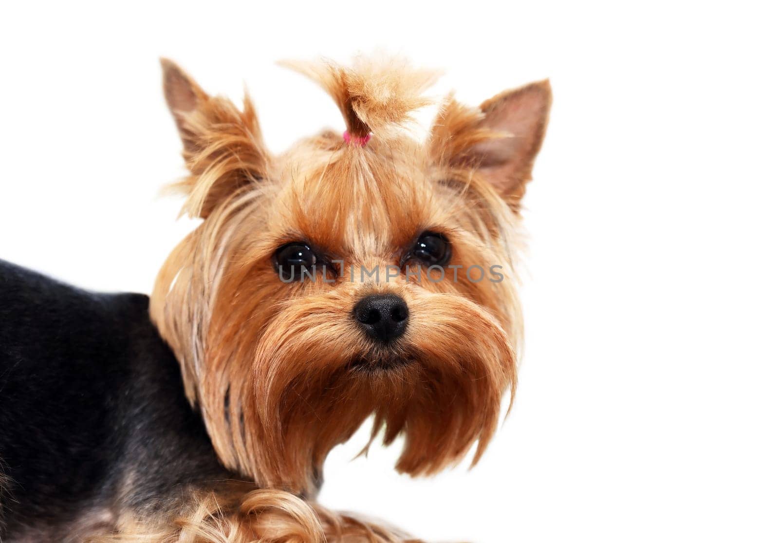 Alone funny puppy yorkshire terrier with fun face portrait